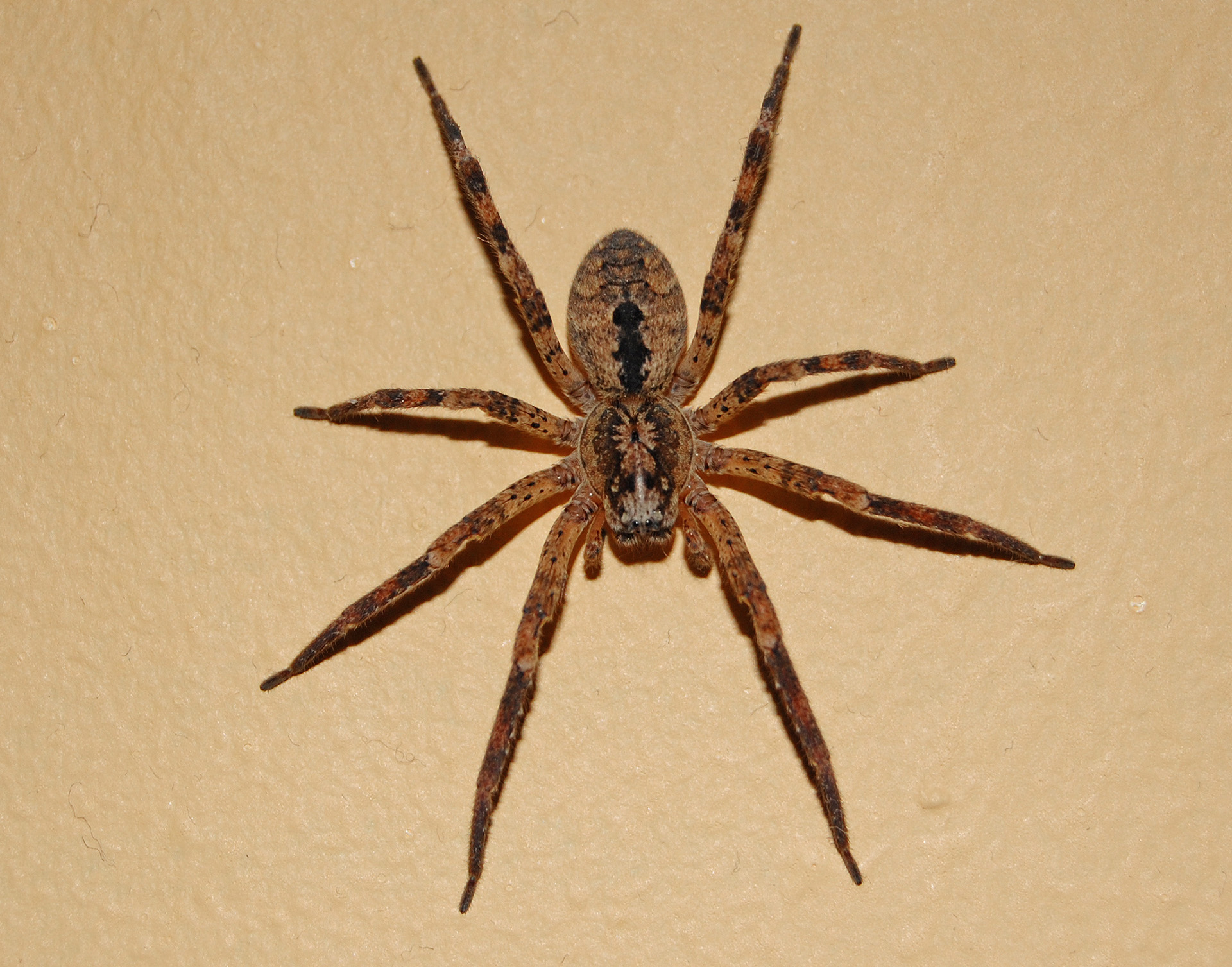valse-wolfspin-spiderspotter